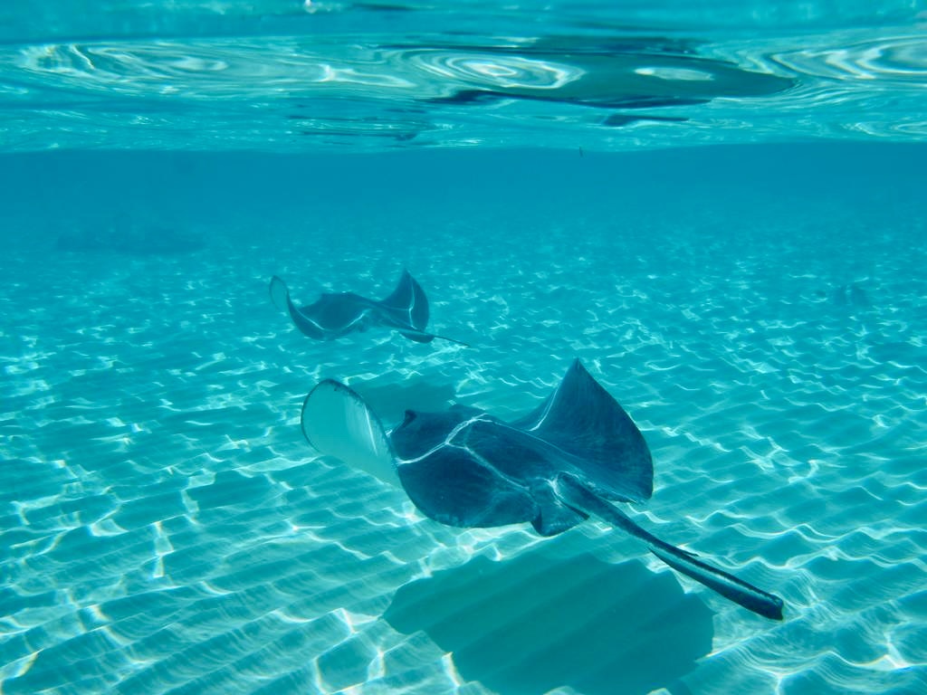 The Ocean Adventure